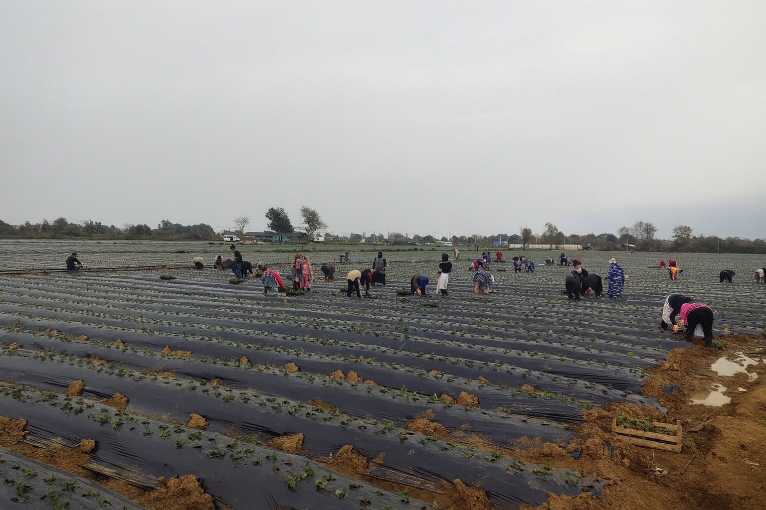 Lənkəran 12Ha çiyələk sahəsi image